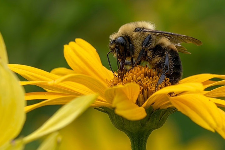 Une abeille en train de polliniser une fleur jaune.