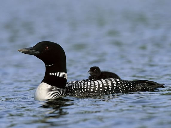 Huard avec un bébé sur son dos