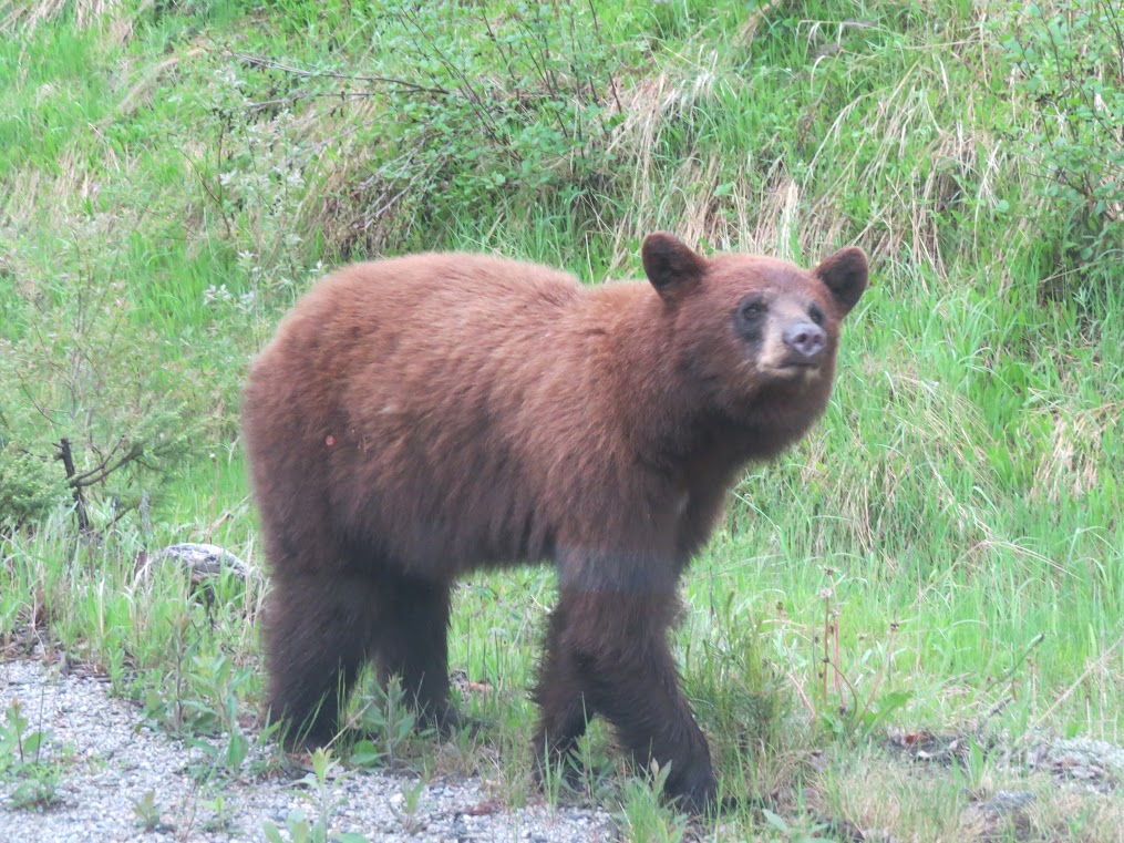 Image d'un ours sur la route vers Pickle Lake, Ontario