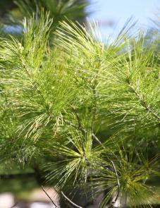 Eastern White Pine