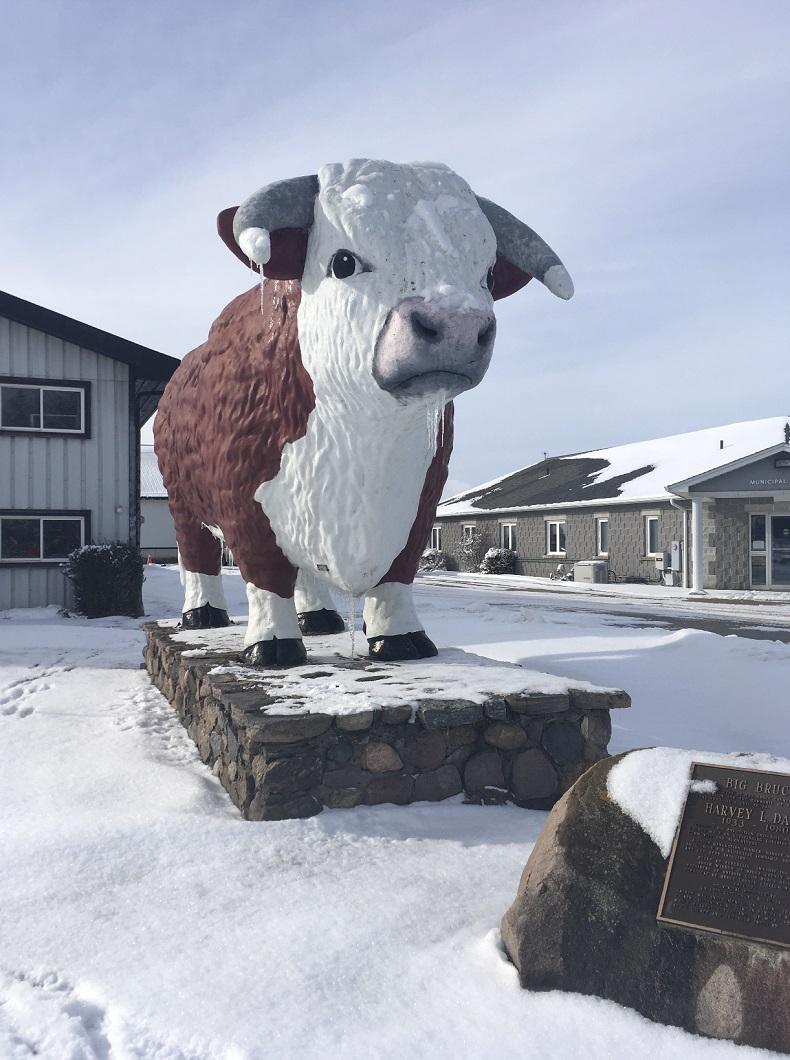 Picture of Big Bruce the cow in Chesley, Ontario