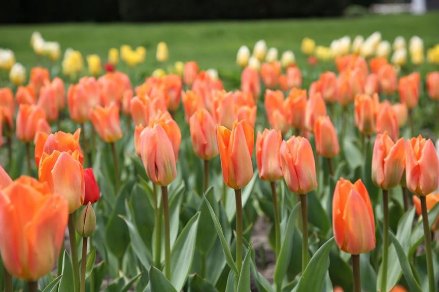 Photo d'un massif de fleurs avec des tulipes Libération75