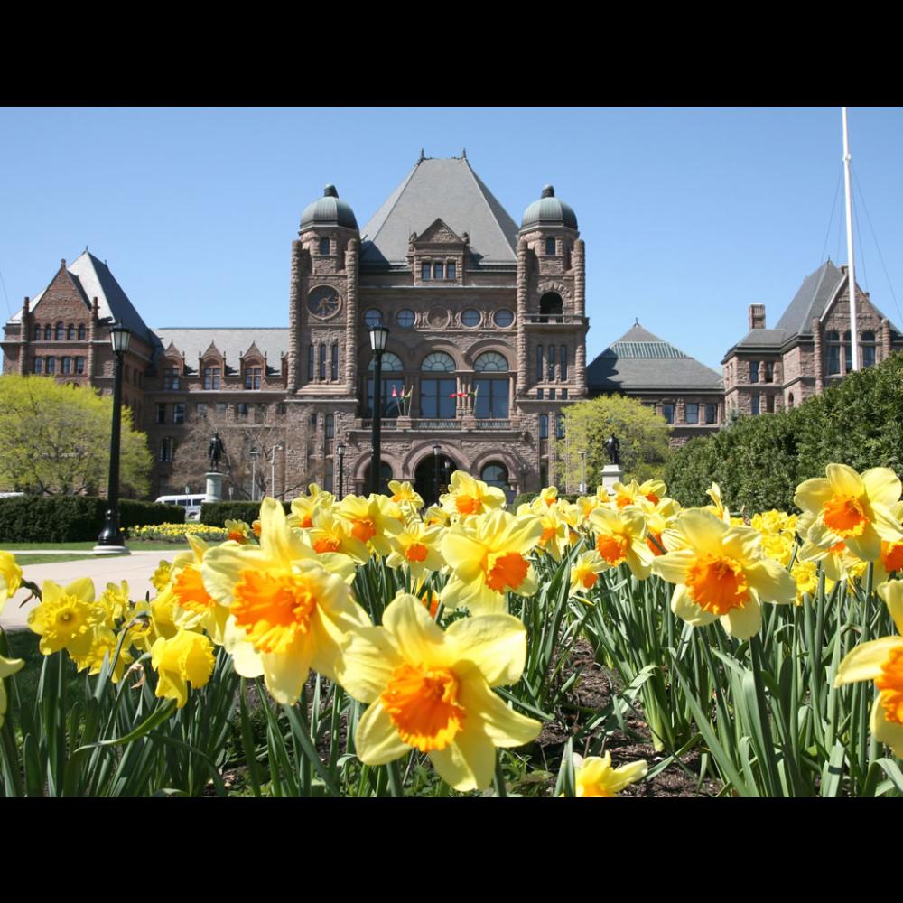 Spring daffodils on the south grounds of the Legislative Building.